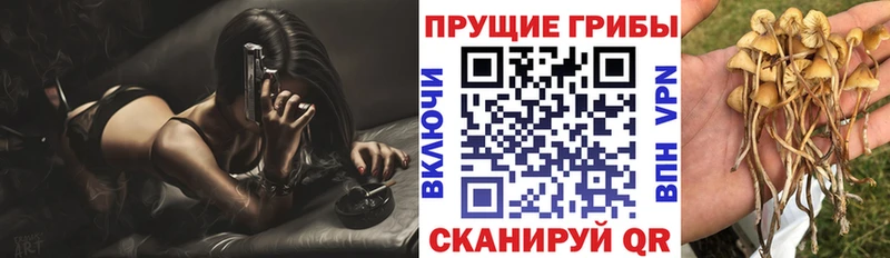 Галлюциногенные грибы мицелий  купить закладку  Александров 