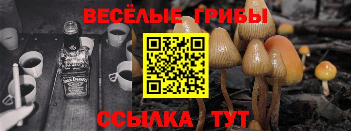 Псилоцибиновые грибы Psilocybine cubensis Александров